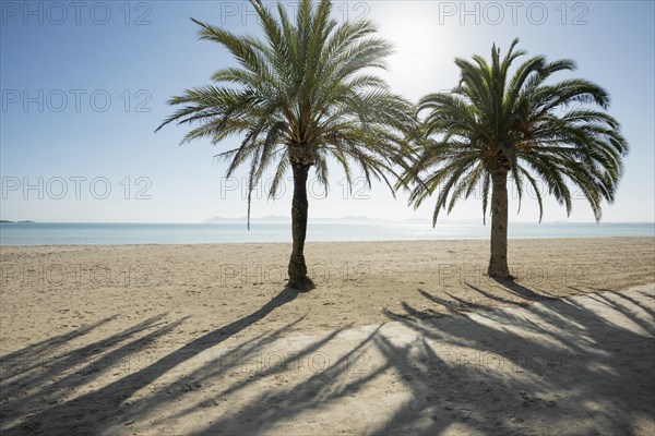 Beach with palm trees