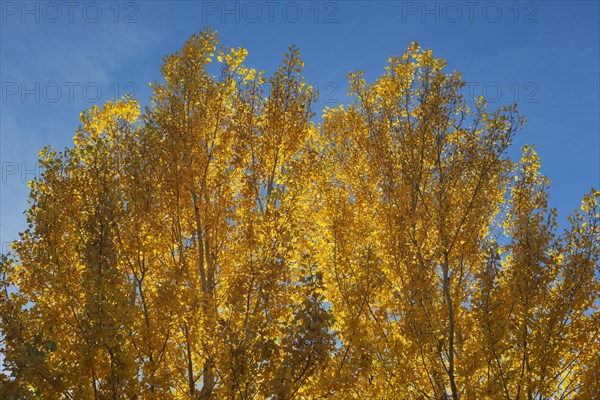 Yellow aspens