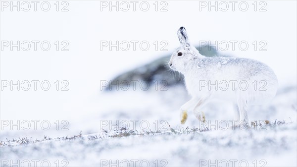 Mountain hare