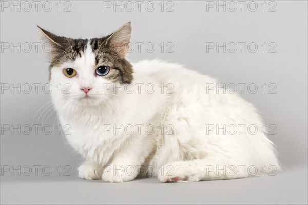 Pedigree cat Cymric