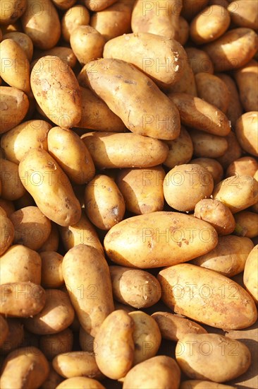 Sieglinde potato