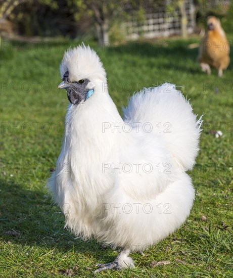 Silkie
