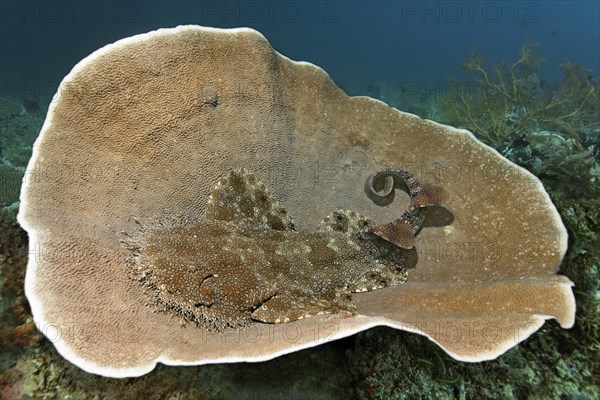 Tasselled wobbegong