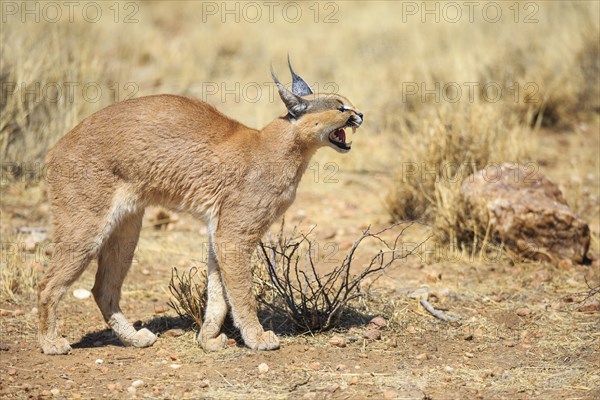 Caracal