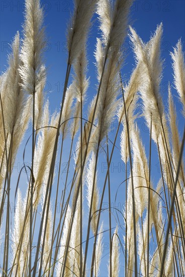 Pampas grass