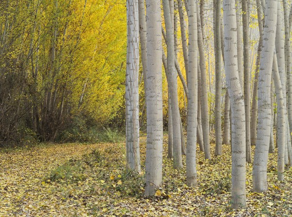 Yellow aspens
