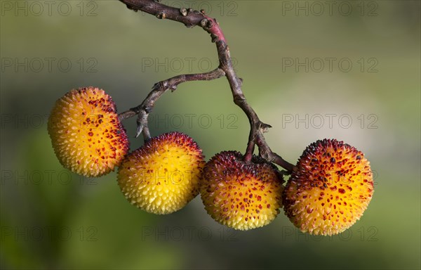 Fruits
