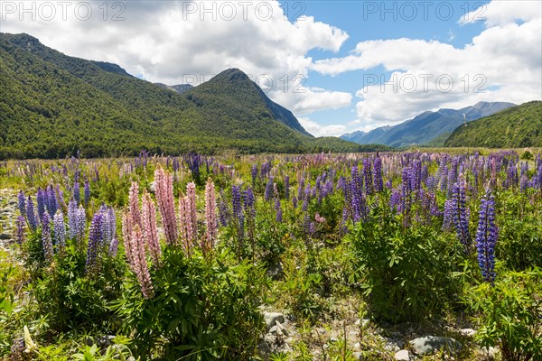 Purple Large-leaved lupines