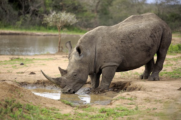 White rhinoceros