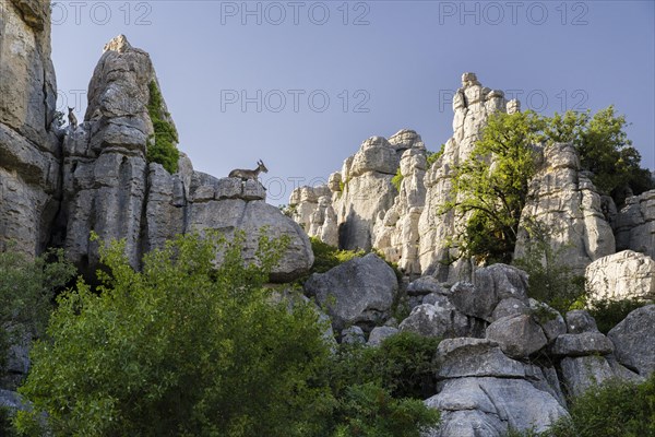 Iberian Alpine Ibex