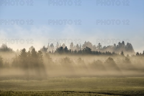 Sunbeams shine through forest in the morning mist
