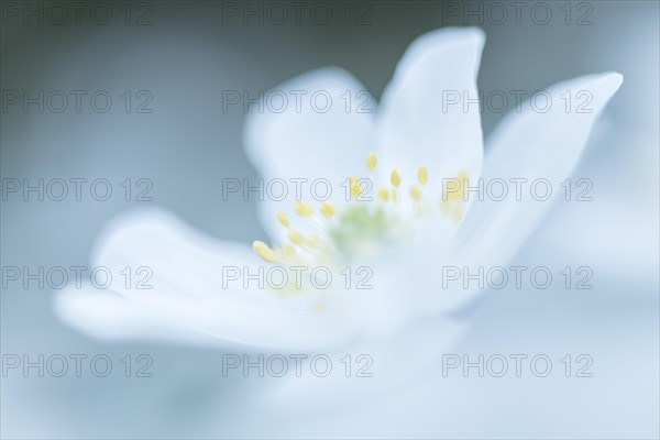Wood anemones