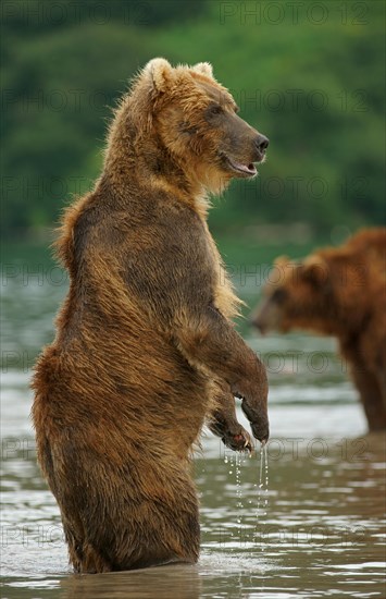 Brown bear