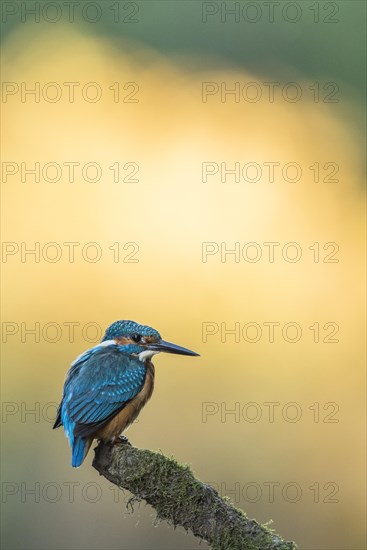 Kingfisher