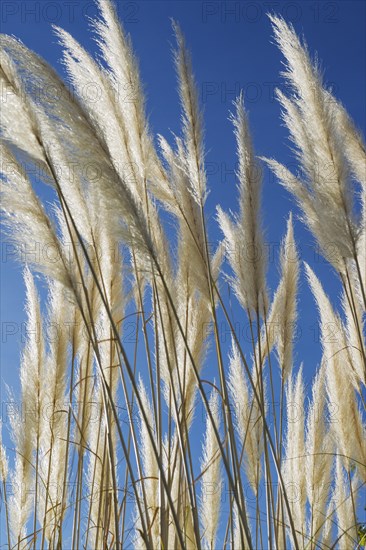 Pampas grass