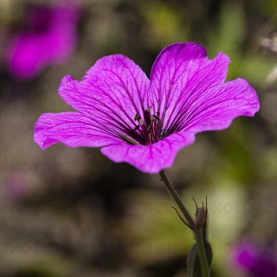 Armenian crane's-bill
