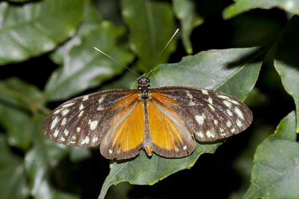 Tiger Longwing