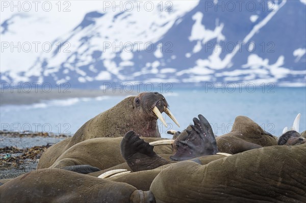 Walrus
