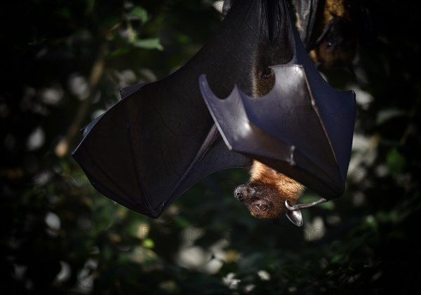 Fruit bat or flying fox