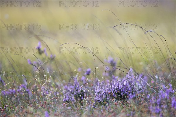 Blooming Heathers