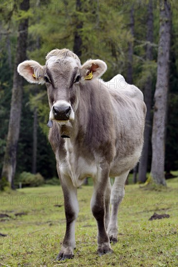 Tyrolean Grey