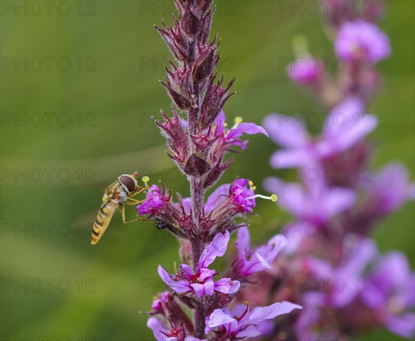 Marmalade hoverfly