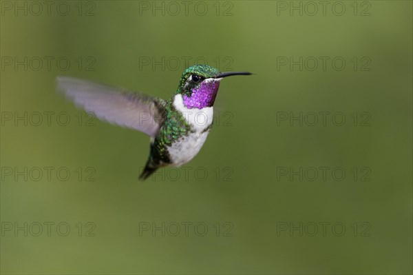 White-bellied woodstar