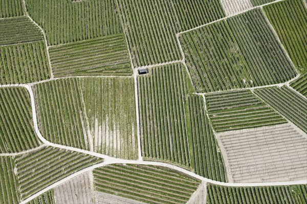 Wine cultivation