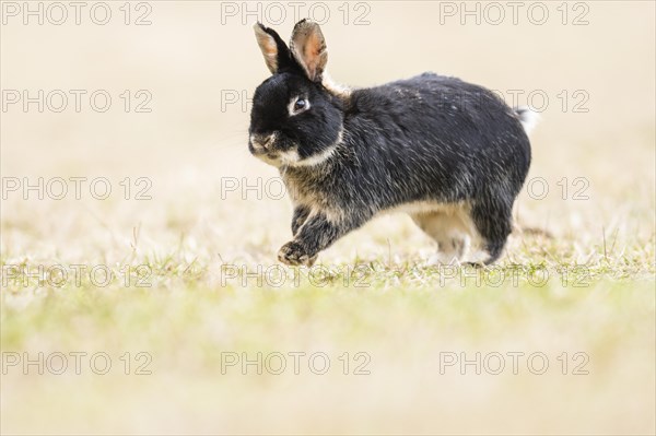 Wild rabbits