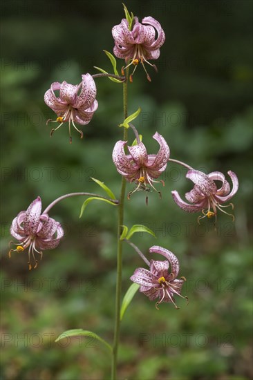 Martagon lily