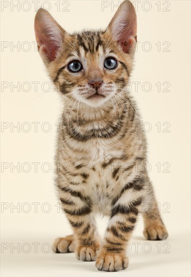 Pedigree cat Toyger