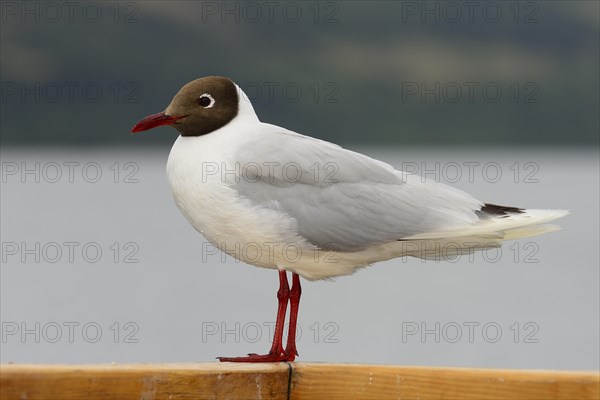 Black-headed gull
