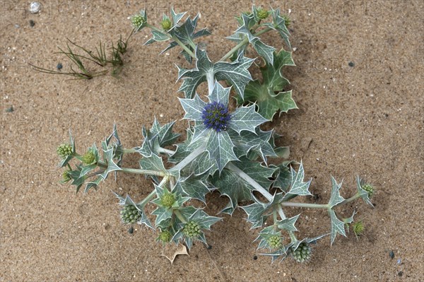 Blooming beach thistle