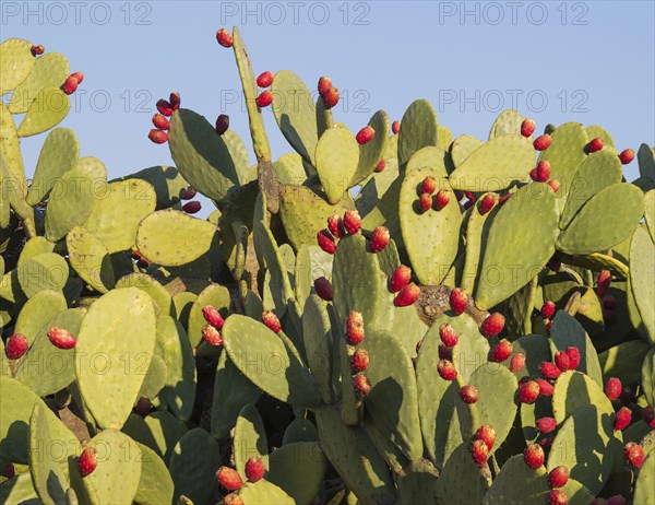 Prickly pear