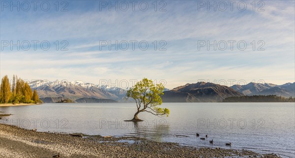 Single tree standing in water