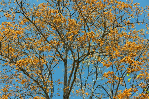 Flowering coral tree