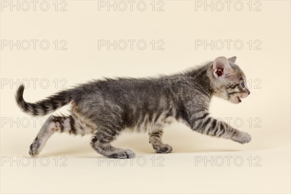 Toyger