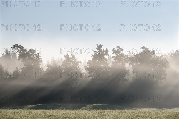 Sunbeams shine through trees in the morning mist