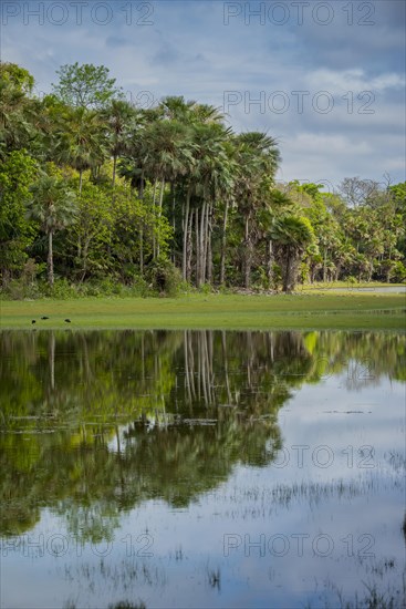 River landscape with palm trees at the Rio Negro