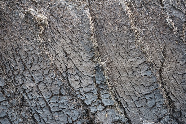 Cross section of an engraved peat