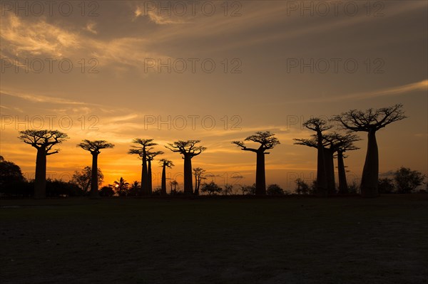 Fony baobab