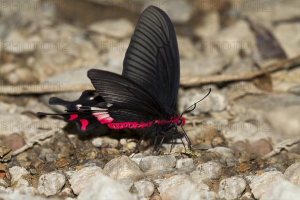 Common Rose