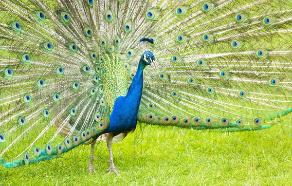 Blue Peafowl