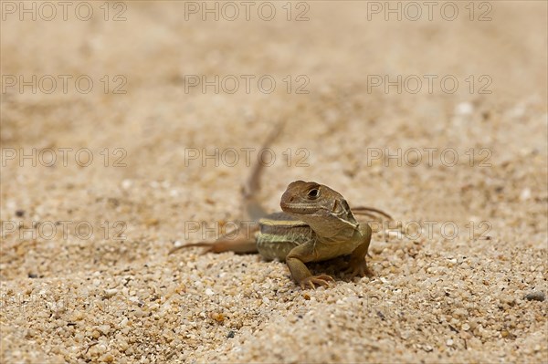 Common butterfly lizard