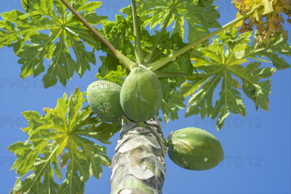 Fruits Papayas