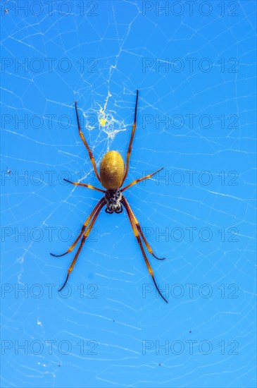 Nephilid
