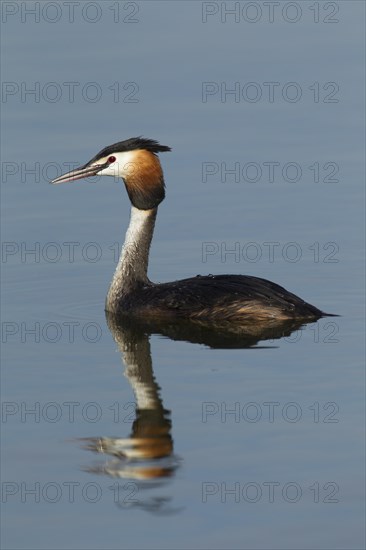 Great crested grebe