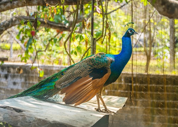 Blue Peacock