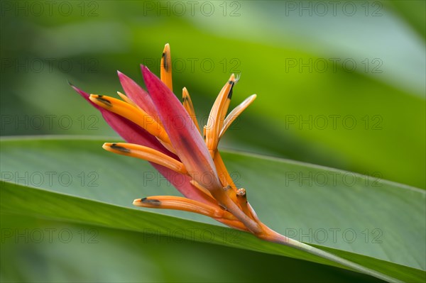Blooming fire flash