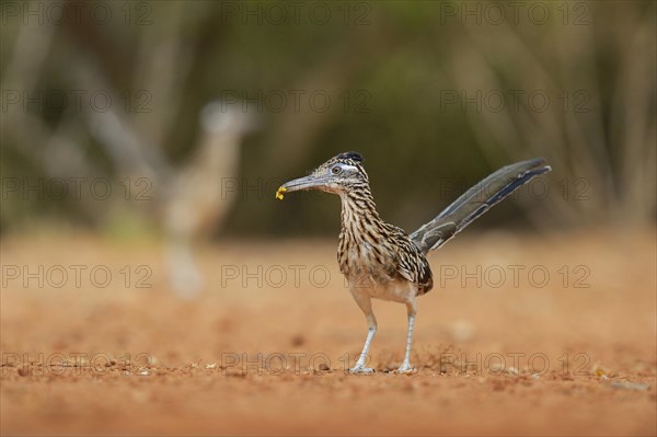 Greater Roadrunner